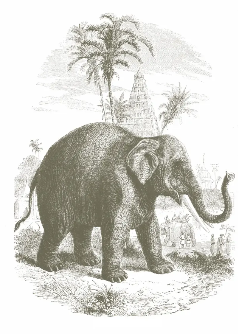 Kutir_Elephant