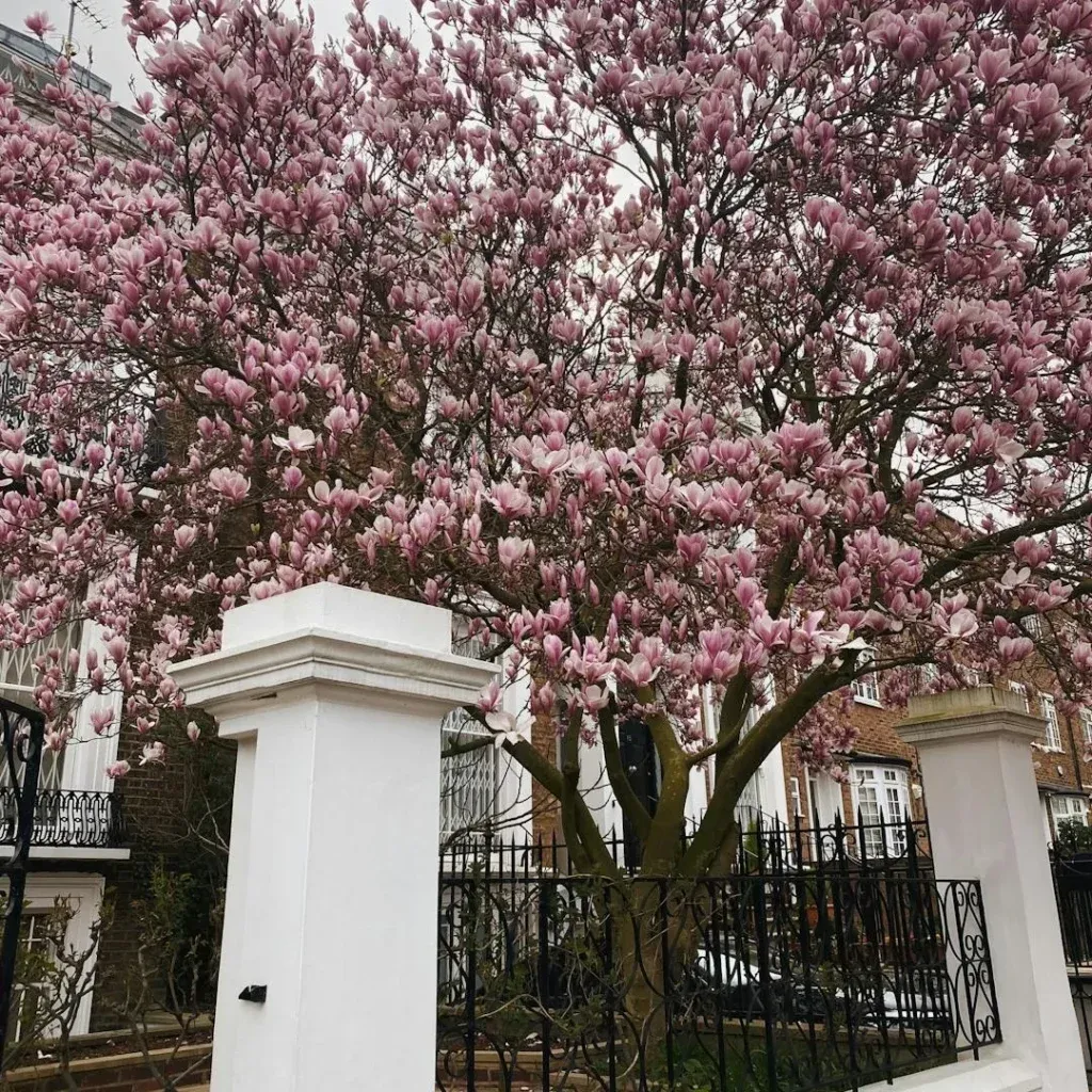 Chelsea London Neighbourhood